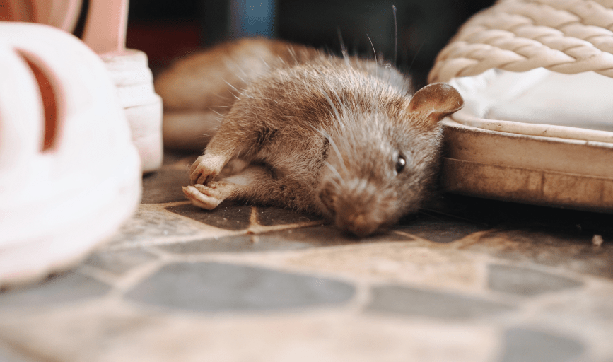 Number One Pest Control Service