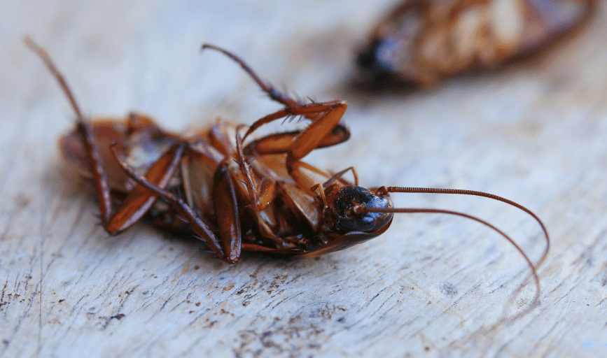 Number One Pest Control Service